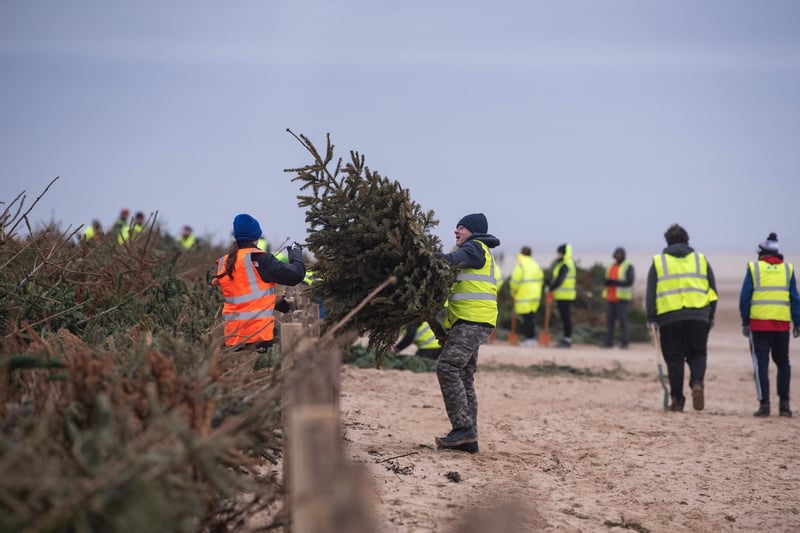 Another tree is added to the haul to be buried on St Annes beach.