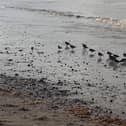 Avian flu has affected some sea birds on the Fylde coast