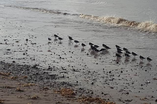 Avian flu has affected some sea birds on the Fylde coast