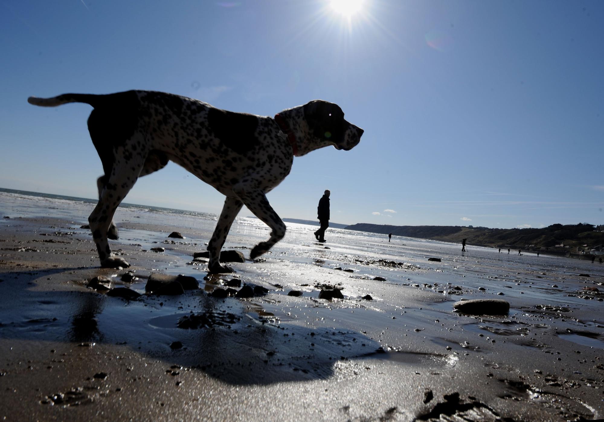 7 places you could be fined if you take your dogs - Vimarsana News
