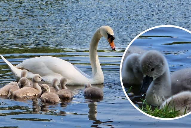 Doris had to be put to sleep after a dog attack, and leaves behind 5 signets