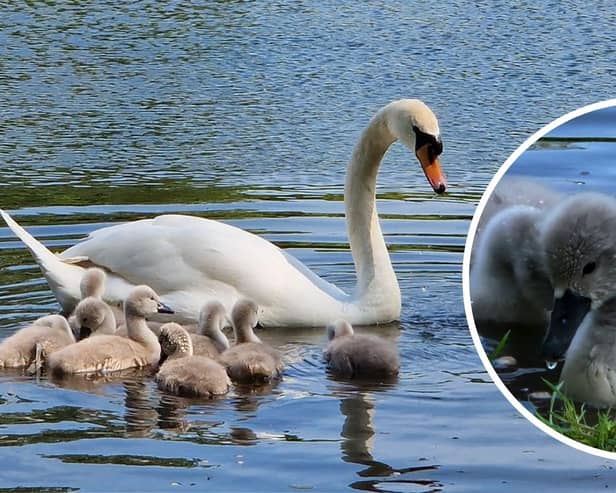 Doris had to be put to sleep after a dog attack, and leaves behind 5 signets