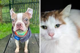 Beans and Kiki are just some of the many animals in need of a forever home.