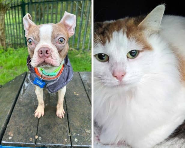 Beans and Kiki are just some of the many animals in need of a forever home.