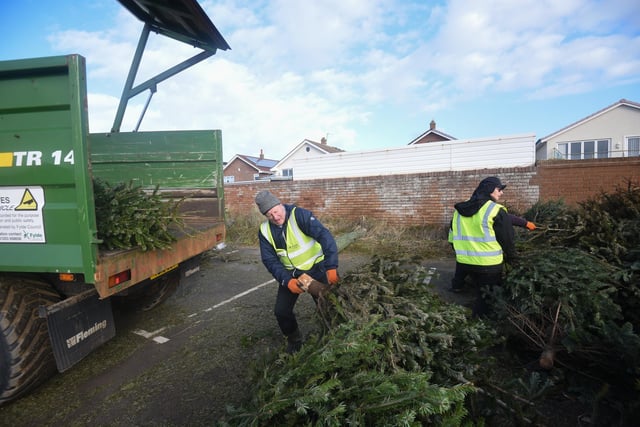 Used Christmas trees deposited at North Beach car park, St Annes, are loaded onto the back on a tractor to be taken onto the sands for planting in the dunes.
