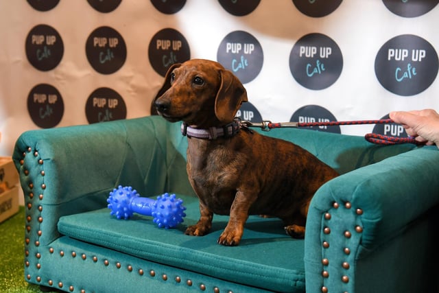 The event was organised by Pup Up Cafe owner Marcus Ackford, who was inspired by his own beloved dachshund.

Pictured: Daphne on the settee