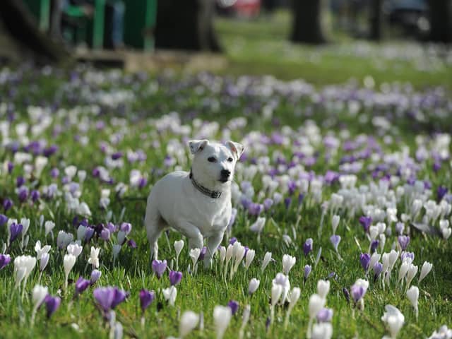 Roxy the seven-year-old Jack Russell