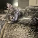 Global Cat Day