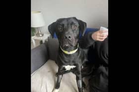 Freya is a gorgeous, sweet two-year-old Labrador cross. She is an extremely friendly girl who loves a soft toy and will come wiggling over to show them off to everyone! Freya is cheeky when it comes to food in a way that would differ to your usual Lab, she can be quite picky and doesn’t usually take treats. She would much rather prefer toys over food at the moment and is extremely playful! Freya is looking for a loving home who can give her the exercise, as well as the cuddles and attention she needs. Freya can live with children of primary school age that are dog savvy. Freya could live with a compatible dog but no cats.