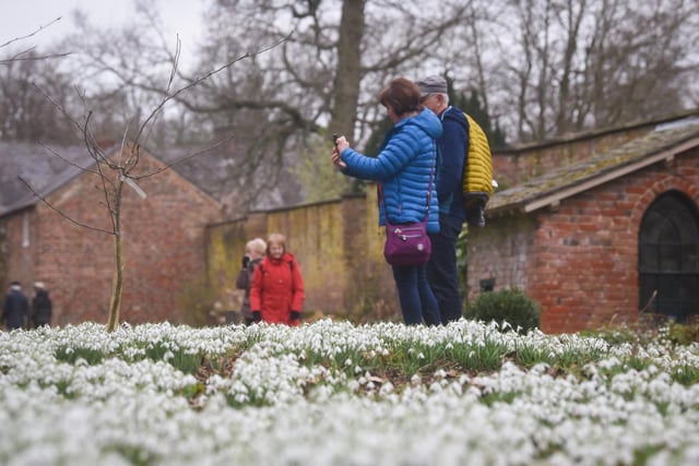 The snowdrops provide a dramatic white 'carpet' in the grounds of Lytham Hall