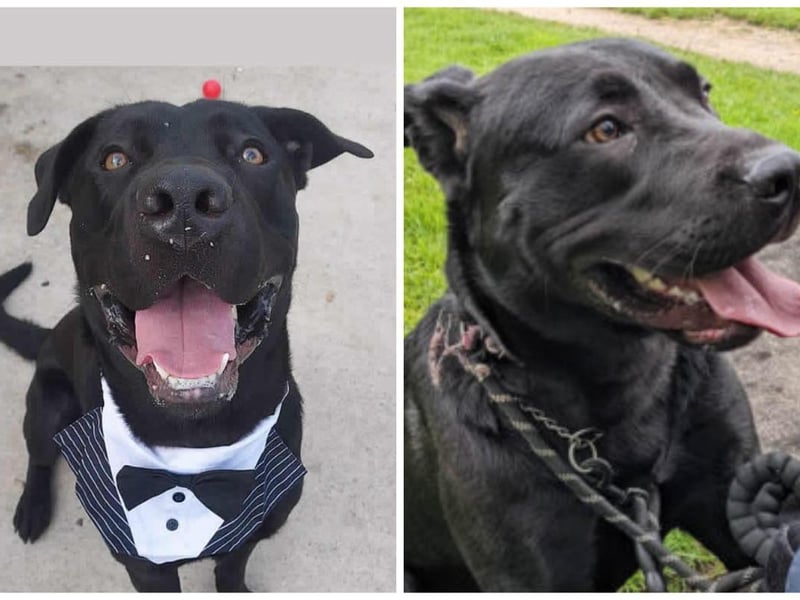 Duncan is a giant breed with lots of growing still to do. He has been passed around a lot in his short life and needs someone who will give him the routine and stability he deserves. He's only 12 months old which means he is still a bit giddy but so playful