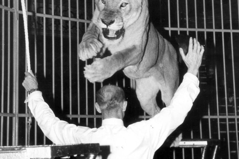 Captain Sidney Howes presents his African Lioness in 1965