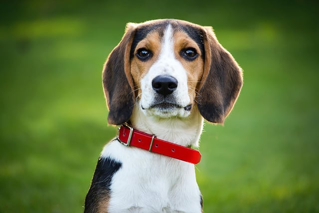 Beagle had 6 mentions by experts
