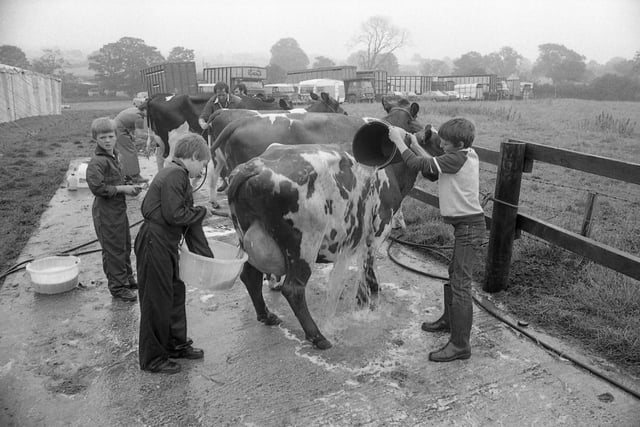 Wash and brush up... farmers and their sons line-up their animals in the washing area to prepare them for the show ring at Great Eccleston show