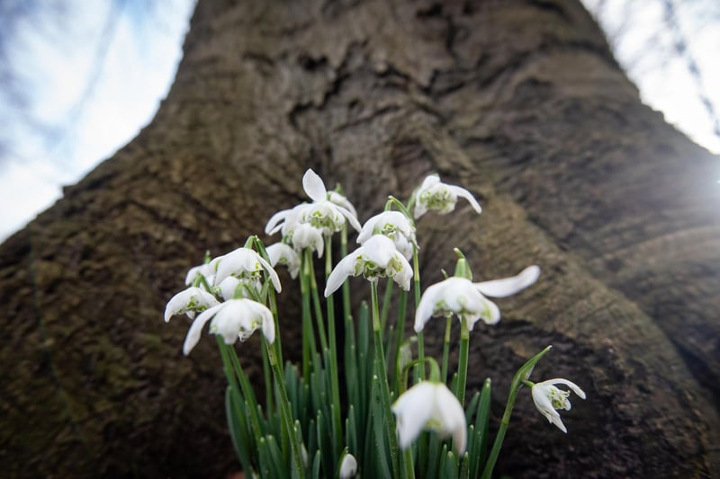 There are some nine million snowdrops currently on show at Lytham Hall.
