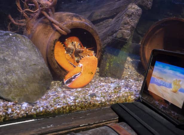 A lonely Lobster who can’t find love watches Love Island at SEALIFE Blackpool