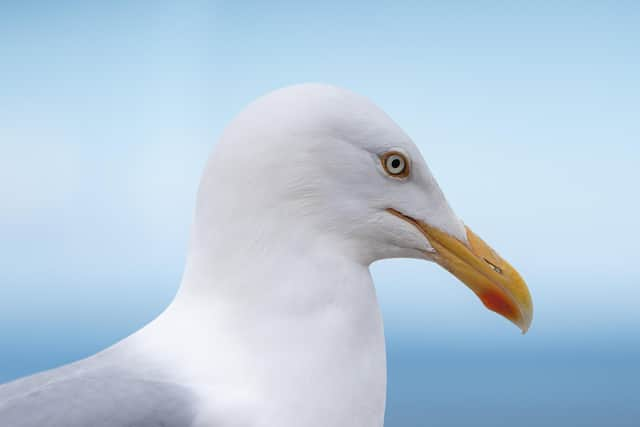 Seagulls on Blackpool promenade