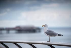 Seagulls on Blackpool promenade.
