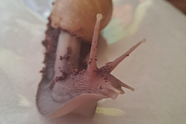 Sandra Ellis shared this photograph of her pet snail. She said: "Shelly the african snail, cute to me."