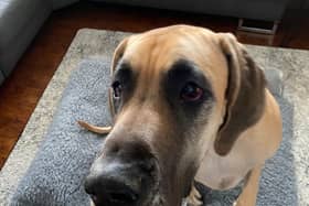 Hattie the Great Dane