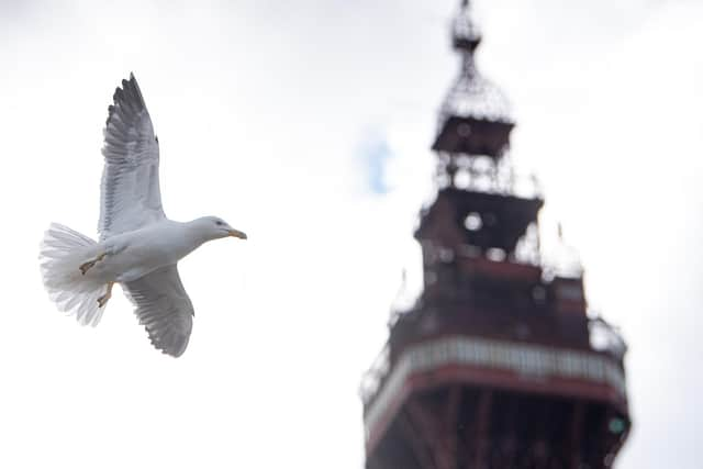 Seagulls on Blackpool promenade