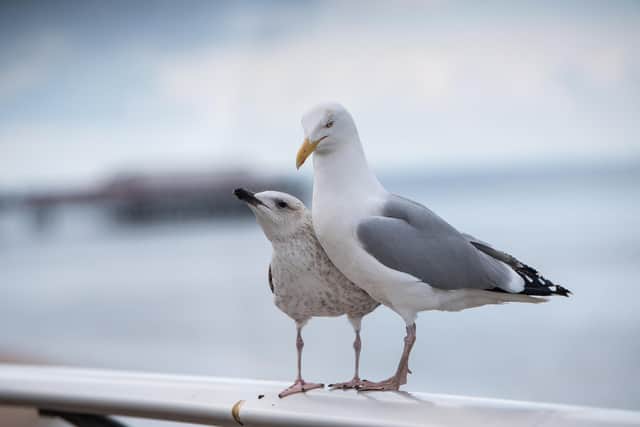 Seagulls on Blackpool promenade