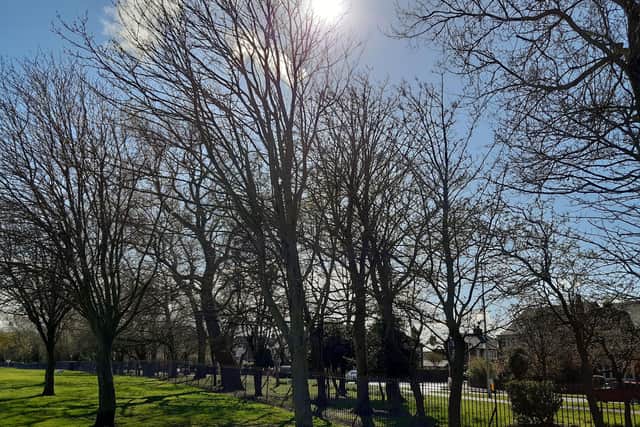 Blackpool has the lowest tree canopy in the UK