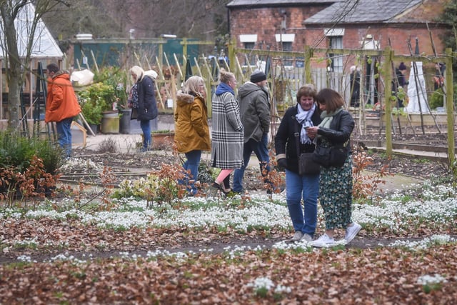 Visitors have been flocking to Lytham Hall to see the snowdrops.