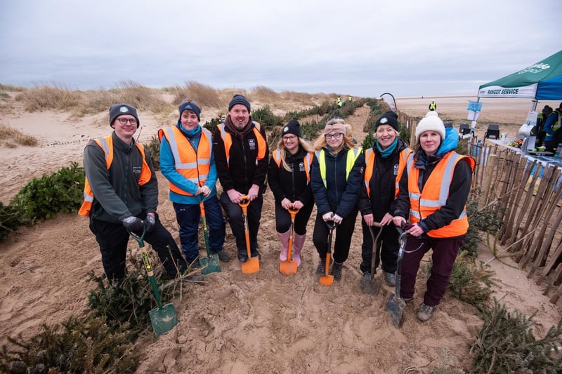 Volunteers dig in for Lancashire Wildlife Trust's Christmas tree planting on St Annes beach.