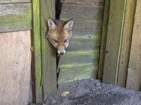 A curious young fox cub had got his head jammed and couldn’t escape before being rescued by the RSPCA in Teddington in London in May. He was released back into the wild unharmed.