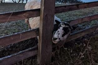 An RSPCA rescuer demonstrated some neat carpentry skills as she rescued a sheep stuck in a fence in January. The ewe was trapped by its head in the wooden livestock fence on remote grazing land in County Durham. Had the animal not been spotted by a passing lorry driver it was likely she would have starved to death.