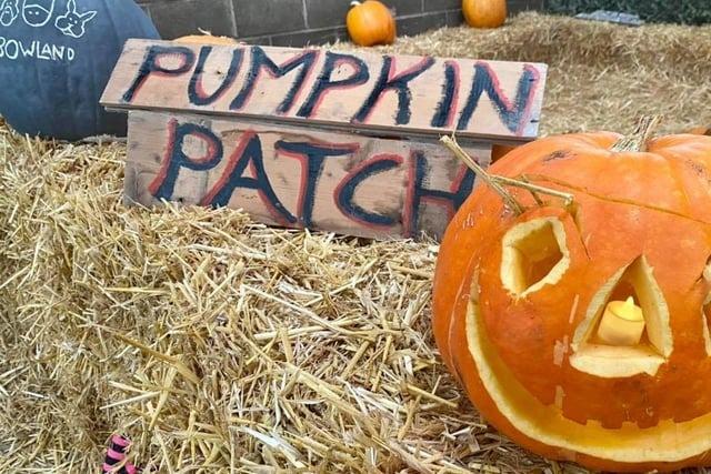 At Bowland Wild Boar Park, you can pick your own pumpkin and then carve it into a work of art at one of the Family Pumpkin Carving sessions. Halloween activities take place during the autumn half term. Telephone 01995 61075