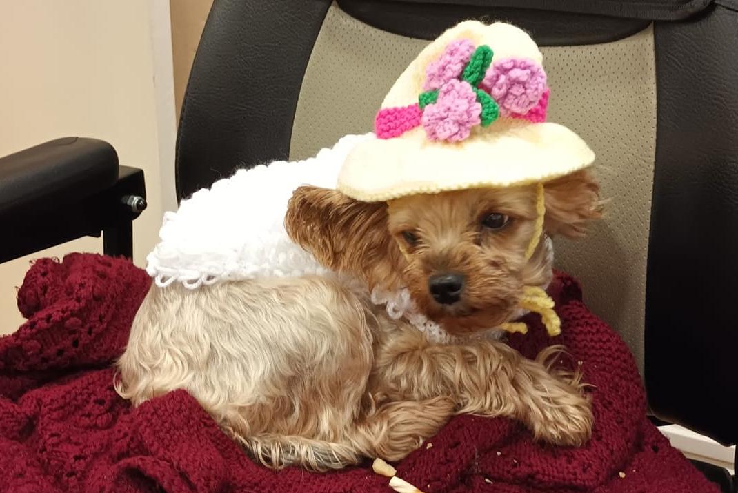 Dog bonnets online