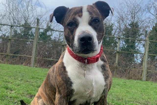 Gorgeous Bo has found herself looking for a new home after her previous owner was no longer able to care for her. She is a six year old Staffy, is a super affectionate and loving girl who has bundles of energy. She is looking for an active home where she will receive plenty of exercise
