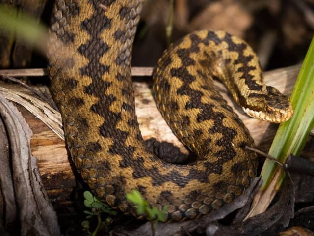 What should you do if you or your dog are bitten by an adder?