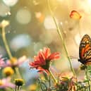 If you want to encourage bees and butterflies to your flower beds then think about some wildlife friendly summer bedding such as tobacco plants and petunias