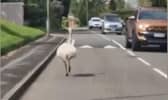 Runaway Rhea causes havoc in UK village.