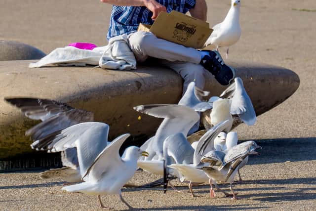 Blackpool Council urged residents and tourists not to feed them (Credit: LBphotography/ SWNS)