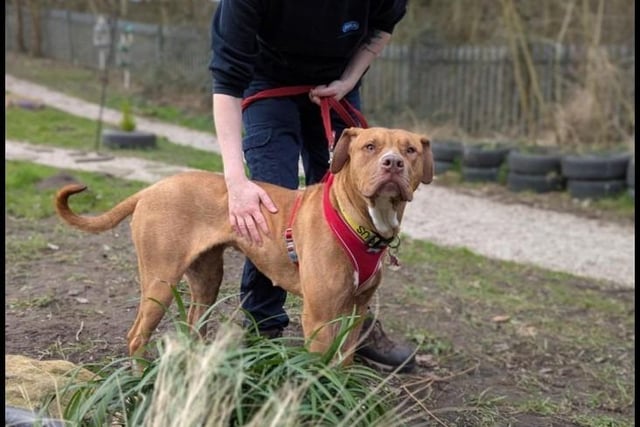 Coco is a brave one-year-old female Labrador cross who had previously been forced to live in outdoors in extremely poor conditions. This gentle girl is a firm favourite within the centre and she loves playing. She loves other dogs, but would need to be the only pet whilst she settles and gets used to the world, as she will need work putting in. Coco does have mild hip dysplasia so adopters need to be aware of this, whilst this requires no treatment now it is likely to require medication and possible treatment in the future. She is looking for a quiet home with a secure garden, on a quiet road with no other animals but can live with children aged 16+.