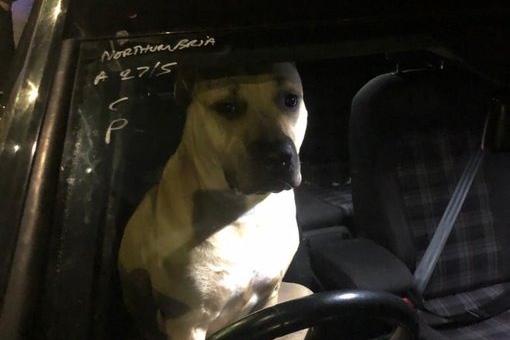 Officers had to ‘paws’ for thought with this driver last week in Morecambe.
The real driver had run off following a pursuit. He was eventually caught and arrested for drunk driving.
The vehicle was recovered and the dog taken home by its owner.