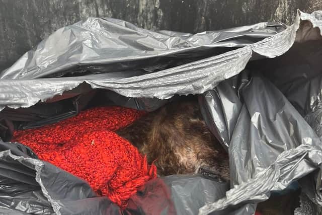 The dog, called Frankie, was found dead in a bin