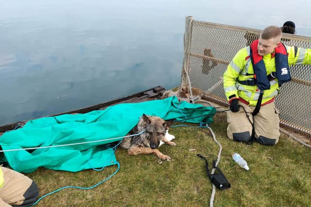 The German Shepherd being rescued from the lake this morning (March 25)