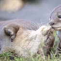 The Asian small clawed otters at Blackpool Zoo
