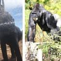 A gallery of Blackpool Zoo's animals enjoying the sun