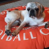 Simon Sadler named his pug (above) Kenny after the Blackpool midfielder