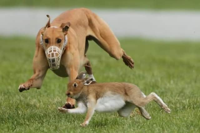 Hare coursing is a bloodsport in which greyhounds and other sighthounds chase, catch and kill hares. It was banned in the UK by the Hunting Act 2004 and those convicted can face six months in prison and unlimited fines