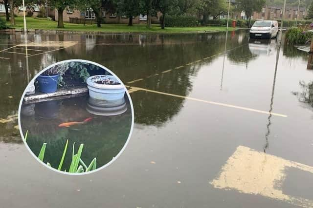 Floods on Lawsons Road in Thornton. Inset: Koi and goldfish swim around the garden after a pond overflowed