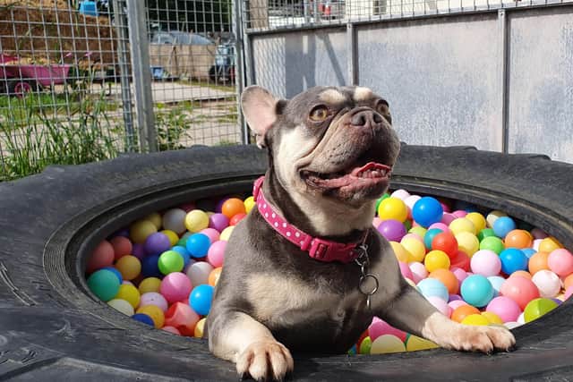 One of the rescue dogs up for rehoming at Homeless Hounds