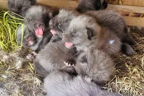 New Arctic fox cubs in the den at Wild Discovery at Ribby Hall Village