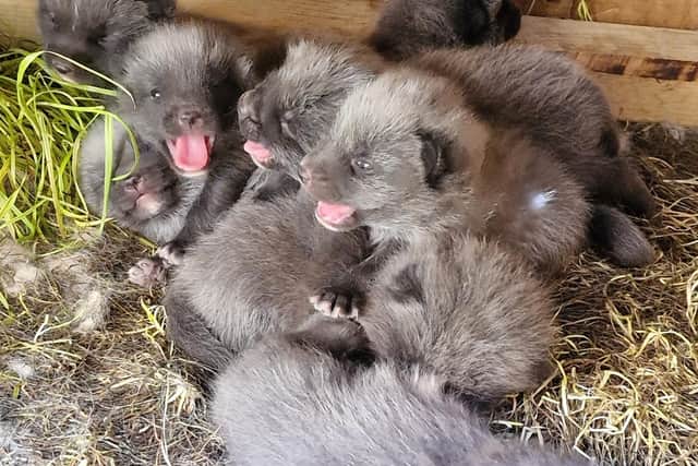 New Arctic fox cubs in the den at Wild Discovery at Ribby Hall Village